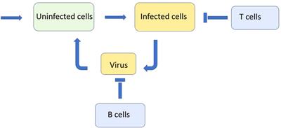 Emergence and competition of virus variants in respiratory viral infections